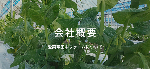 会社概要 愛菜華田中ファームについて